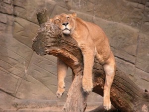 Lazy-Lion